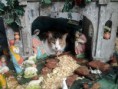 /album/fotogaleria-inicio/pesebre-con-gatita-jpg/